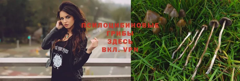 Галлюциногенные грибы Psilocybe  наркота  Нерехта 